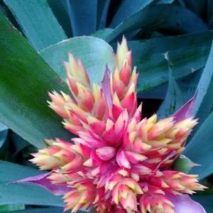 Meet your Posher, Audane